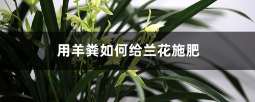 用羊粪如何给兰花施肥