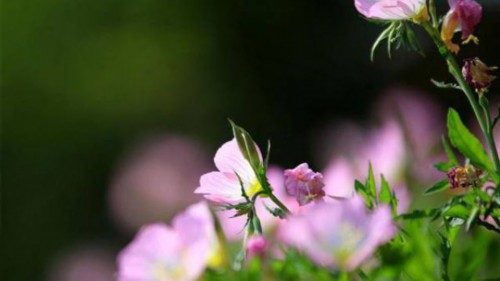 夏天能给花施肥吗